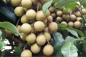 保存龙眼我有招，不放冰箱，存放2周和刚摘时一样新鲜，鲜着吃好图片