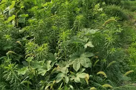 这个除草剂，专用于公路、铁路、荒山等，喷施后能保两年寸草不生图片