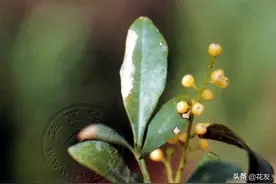 花香之王——米兰花七种常见病虫害的识别+防治图片