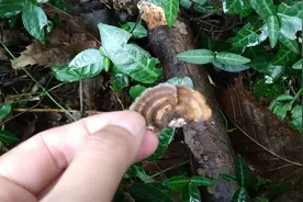 杭州山野行记：这样爬山会收获一路惊喜，原来，地上真的能捡宝图片