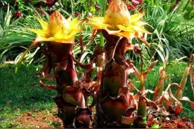 地涌金莲，开金灿灿的大花朵，被誉为“佛教圣花”，还能用来做菜图片