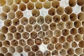 蜜蜂在失王之后发生工蜂产卵，养蜂人该如何正确地处理工产蜂群图片