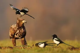 鸟界流氓喜鹊：敢在猛禽口中夺食，为何连老鹰都不敢招惹它？图片