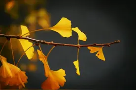 爱在秋天（散文）图片