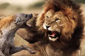 斑鬣狗为何敢狮口夺食？狮子为何只咬死斑鬣狗，而不吃它们的肉？图片