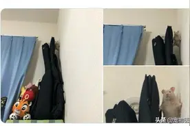 网友家仓鼠到处找不见，回头一看笑了，你这是在练绝世武功吗？图片