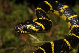 国内第一毒蛇的近亲，金环蛇有没有毒？和银环蛇有什么区别？图片