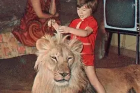 在家养狮子的悲惨故事图片
