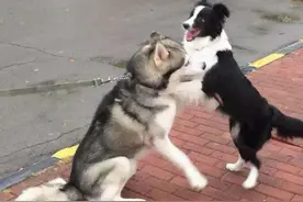 即使边牧犬再完美，看完这“5大缺点”，你也不敢想养了图片