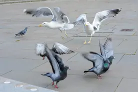 残忍一幕：英国饥饿海鸥凶性大发，竟然猎杀鸽子，生吞活剥吃下去图片