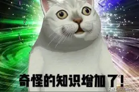 mur猫表情包图片
