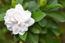 双鱼女为什么讨人喜欢？从第一次接触开始，就能够令人感到惊喜图片