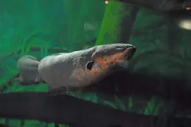 为什么人们不敢在亚马逊河游泳，亚马逊河究竟有多可怕？图片