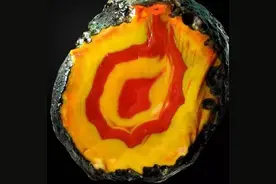 战国红详解图片