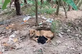 狗妈在外生下8只小狗，非但不肯回家，还对主人发狠，有何隐情？图片