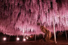 10棵世界著名的树“精”，各个让你惊叹不已图片