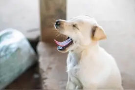 狗狗“上火”，吃什么可以降火？图片