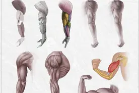 初学者必备，手臂的画法图片