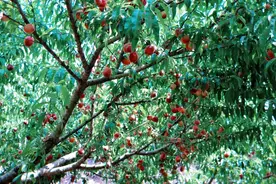 曾是产业“王牌”，脆甜可口，如今也卖低价，3元一斤堆成山图片