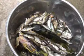 这6种野生小鱼，在农村长大的你还认识几种？答案来了图片