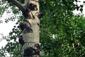 农村现在栽的白杨树，农民表示苦不堪言？怀念以前的枫杨和水沙树图片