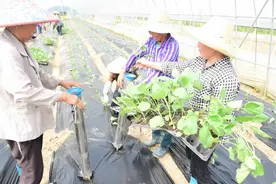 还有人不知道栽苗器吗？省时省力，一天能种好几亩！怎么选用？图片