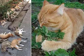 让猫咪沉迷的猫薄荷，除了上头，还有这个作用？图片