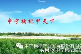 2019最后一天了，我不允许你还不知道枸杞原浆这么好的养生佳品图片