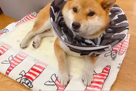 新手养犬/柴犬的基础知识图片