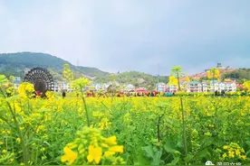 莆田：二月坪盘赏花趣图片