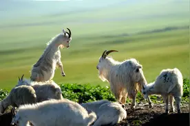 古基因组分析揭示，中国山羊共同祖先发源于伊朗西部图片