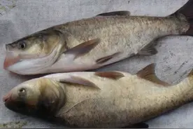 掌握这套养殖鲢、鳙鱼的好方法，让你养殖出又大又长的鲢鳙鱼图片