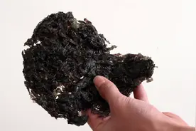 紫菜放在水中泡一泡就能辨别好坏，泡发后是这种颜色的说明质量差