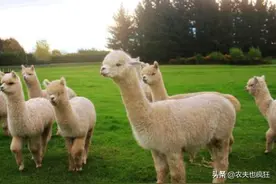 年产毛20斤，1斤300元能养20年，很多农民眼馋却不敢养殖图片