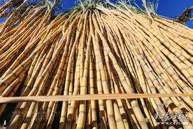 作品展播 | 赶呈贡“龙街”记录民俗韵味图片