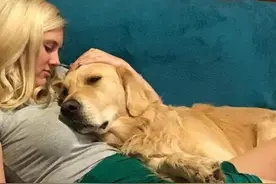 狗狗被你“养熟”的标志，中两个以上，说明没白养图片