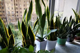 虎皮兰有“四怕”，养它一定要避开，笋芽出的多，开花特别香图片