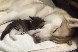 被收养的流浪猫咪和哈士奇一起长大，于是一只“哈士猫”诞生了图片