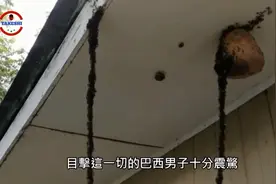 蚂蚁搭桥进攻蜂巢，抱团成岛自救，叶峰幼虫化身巨大“怪虫”图片