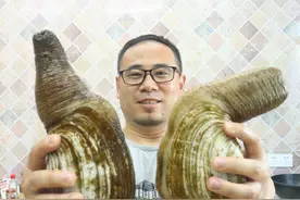 下厨请客有排面！餐桌硬菜，三吃“暧昧”象拔蚌，别称女神蚌图片