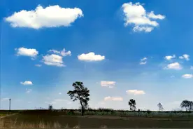 在野外看见一大片一大片蒲公英，挖野菜挖得恋恋不舍图片