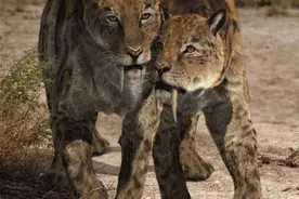 拥有28厘米獠牙的剑齿虎为什么灭绝了？原来是技能点错了图片