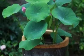 农家闲置的大缸可种藕，缸藕怎样种植长得好？需要注意什么？图片