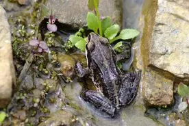 南方不吃野味果子狸，东北不能再容忍吃林蛙，再也不能什么都吃图片