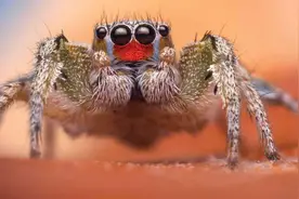 跳蛛非凡的感官捕捉到了我们无法感知的世界图片