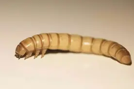 厉害了 临汾这种小虫子竟然出口美国德国 每年创汇上百万元图片