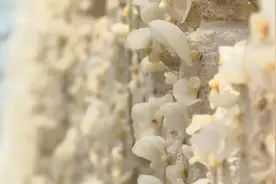 「高平市」小木耳 大产业——看黑白木耳如何助农增收图片