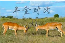 产品解析｜中国人寿鑫享至尊（庆典版）深度剖析之主险图片