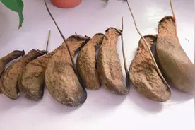 猪笼草缺水，“笼子”焦黑，赶紧修剪，现在变“猪草”！视频封面