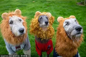 免费开放！北京可带宠物的公园，周末一起赏花旅行好嗨呦，关键离家都不远！图片